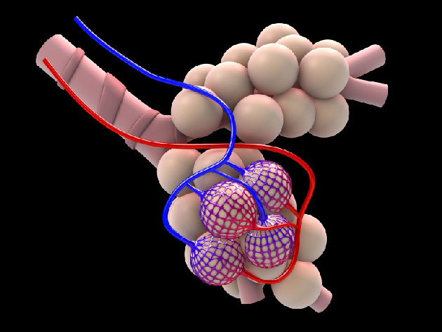 STEAP1&nbsp;: nouveau marqueur de l�angiogen�se tumorale et nouvelle cible&nbsp;?