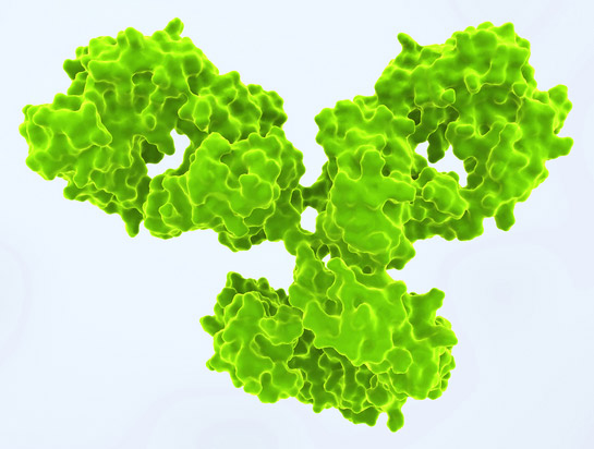 Un pas de plus vers le blocage de l'endogline dans les carcinomes h�patocellulaires