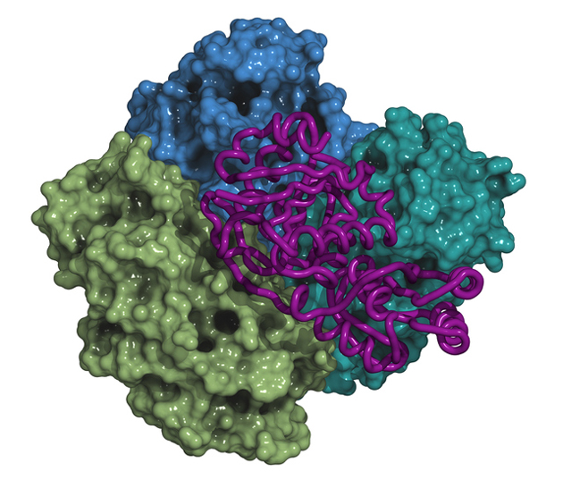 Prophylaxie antithrombotique chez les patients adultes avec leuc�mie aigu� lymphoblastique trait�s par aspariginase