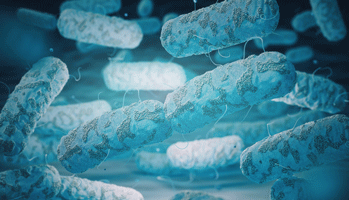 Perte de chance &eacute;vitable&nbsp;: la transplantation de microbiote f&eacute;cal doit - enfin - entrer dans les pratiques