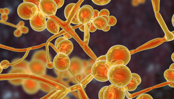Candida auris, une inqui�tante levure multir�sistante