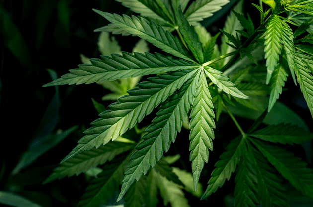 Usage du cannabis chez les jeunes adultes : un facteur de risque cardiovasculaire émergent confirmé par une large étude multicentrique