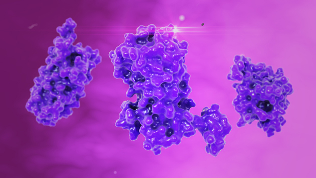 Les hormones sexuelles hypophysaires comme agent pro-m�tastatique dans le cancer du poumon