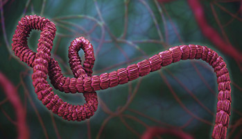 Strat�gie vaccinale en anneau efficace contre Ebola