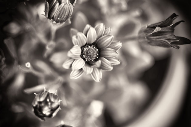 Association entre taux basal d�AMH et ovulation apr�s induction de l�ovulation chez des femmes avec syndrome des ovaires polykystiques