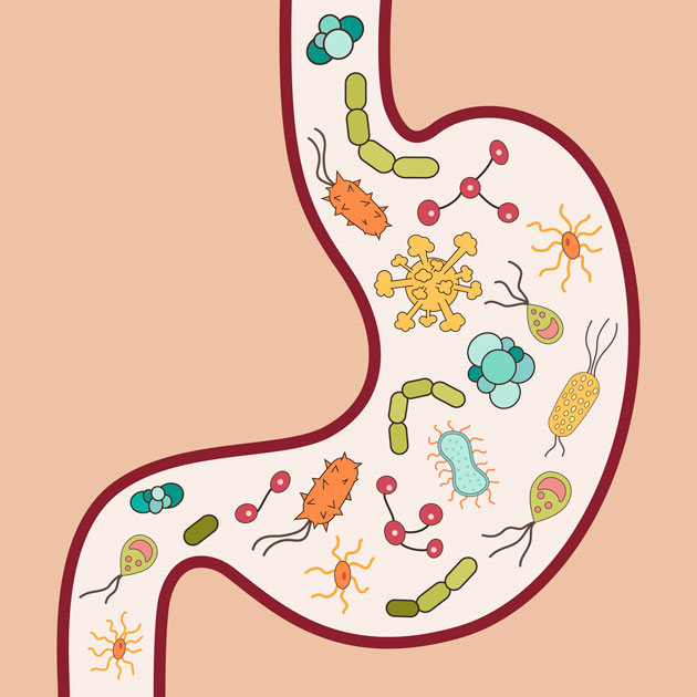 Peut-on traiter l'obésité avec des probiotiques ?