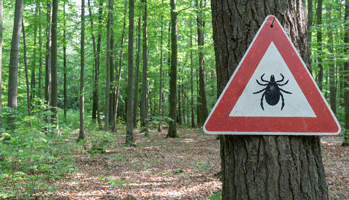 Nouvelles recommandations sur la maladie de Lyme