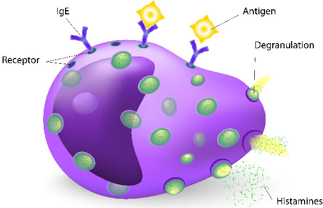 Les mastocytoses syst�miques sont associ�es � des anomalies de l'h�mostase&nbsp;: r�sultats du registre fran�ais de surveillance des mastocytoses