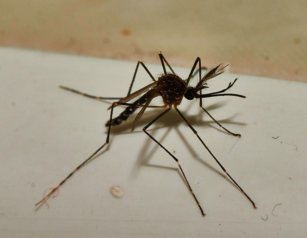 Manifestations rhumatologiques apr&egrave;s chikungunya&nbsp;: &agrave; quoi s'attendre&nbsp;?