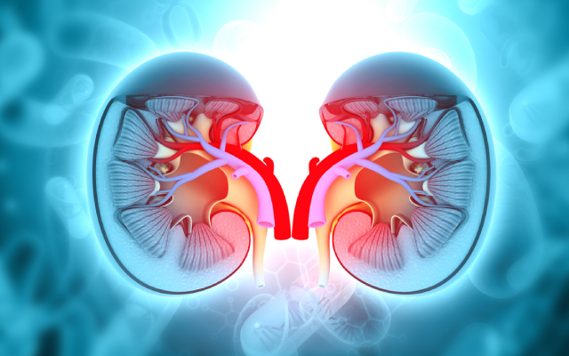 Valeurs seuils optimales de Klotho pour prédire la mortalité de toutes causes confondues et la mortalité cardiovasculaire chez les patients atteints de maladie rénale chronique : résultats de l'étude NHANES