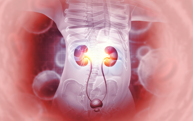 Risques de mortalité toutes causes confondues chez les adultes atteints de maladie rénale chronique avec sarcopénie ou obésité : étude d'une population