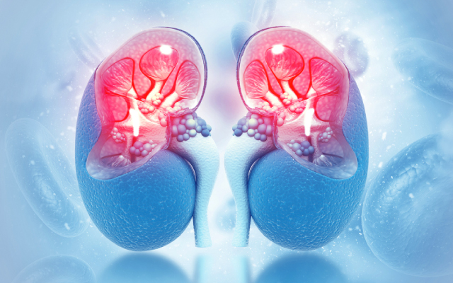 A la uneImpact sur le pronostic rénal de la dialyse initiale et des échanges plasmatiques chez les patients présentant une vascularite associée aux auto-anticorps cytoplasmiques antineutrophiles