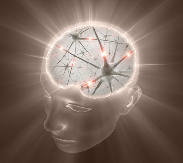 M�canismes impliqu�s dans le Chemobrain