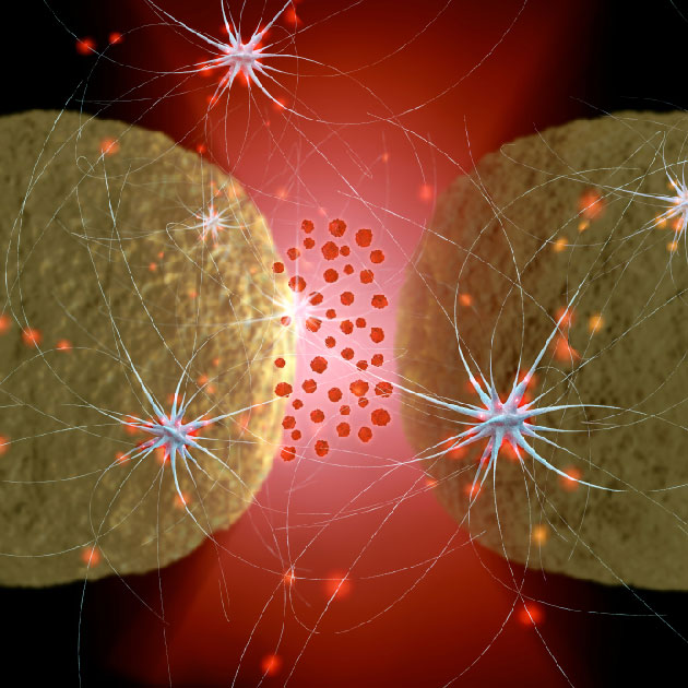 Les microparticules de cellules tumorales pr�sentent un potentiel procoagulant en activant les plaquettes et la thrombose in vivo