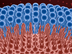 Les HBPM comme vecteur de chimioth�rapie anticanc�reuse&nbsp;?