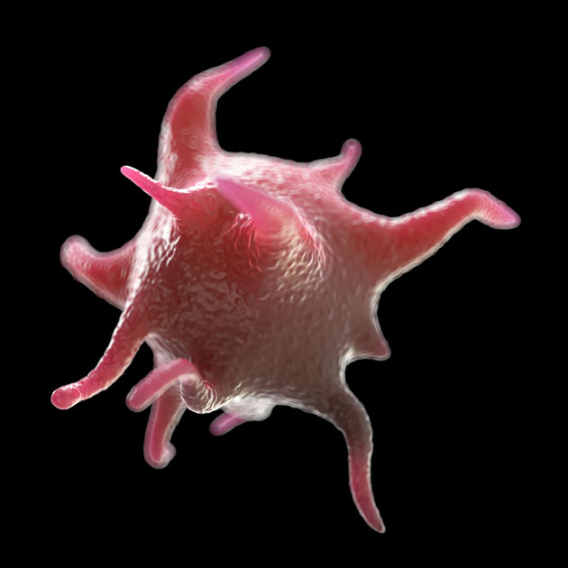 Le profil lipidique des plaquettes et des microparticules plaquettaires, nouveau biomarqueur de cancer&nbsp;?