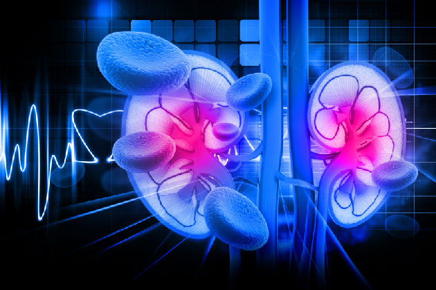 Importance du rcepteur au calcium au niveau rnal