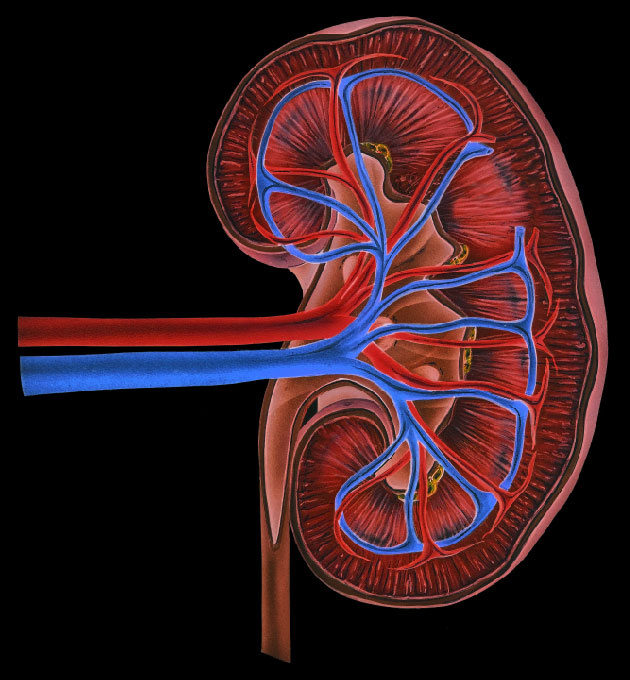 Une tude randomise valuant lefficacit de lAST-120 oral dans la dtrioration de la fonction rnale chez des sujets avec une maladie rnale chronique avance