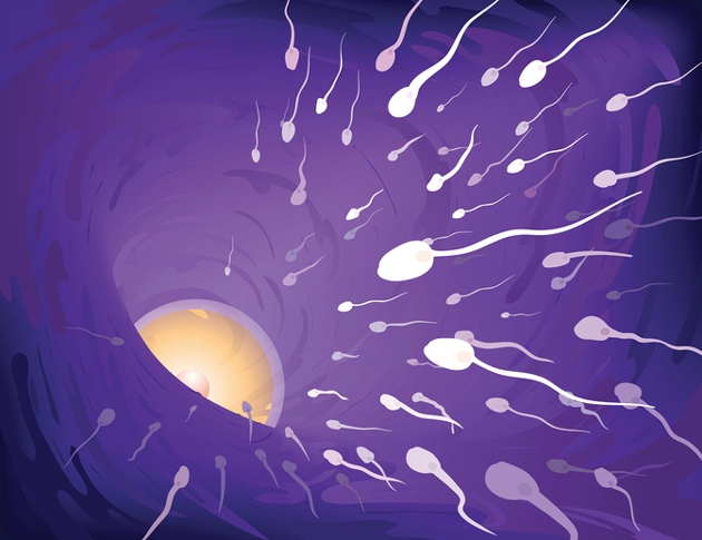 Les spermatozo�des murins d�marrent leur r�action acrosomique dans la partie isthmique sup�rieure de l'oviducte