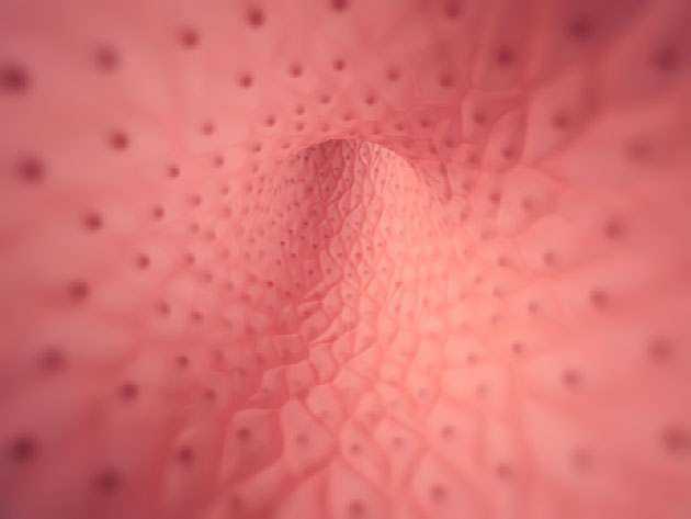 La signalisation du VEGF des prog�niteurs endoth�liaux isol�s de patients atteints de my�lofibrose primitive est perturb�e