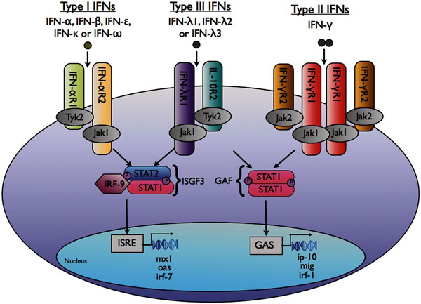 Effets modestes des inhibiteurs de l�interf�ron α au cours du lupus syst�mique&nbsp;: r�le des interf�rons de type III&nbsp;?