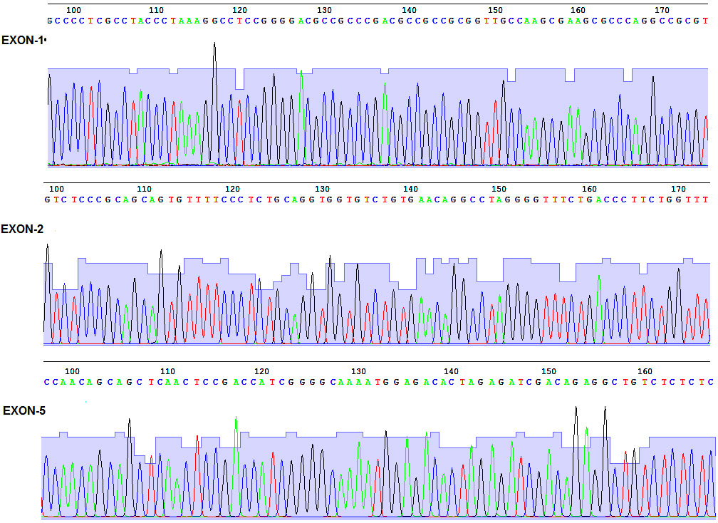 Mutation de TUBB8 et arr�t m�iotique de l�oocyte humain