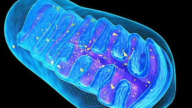 Lien entre qualit� embryonnaire et contenu en ADN mitochondrial des cellules folliculeuses