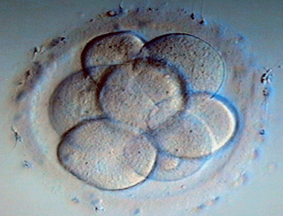 Taux de naissances vivantes apr�s s�lection des embryons sur les crit�res morpho-cin�tiques versus les crit�res morphologiques conventionnels&nbsp;: �tude r�trospective