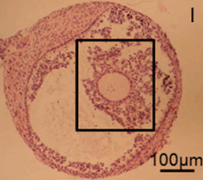 Ovocytes en m�taphase II matur�s in vitro � partir de follicules primaires