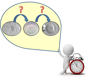 Le d�lai entre la ponction ovocytaire et l'ICSI a-t-il une influence sur le devenir du cycle&nbsp;?