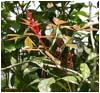 Le paludisme&nbsp;: la solution est peut �tre dans une tisane&nbsp;!